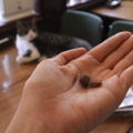 お通しは“猫のえさ”！？5匹の猫が接客してくれる居酒屋「赤茄子」で癒されてきた