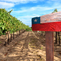 チリのワイン畑