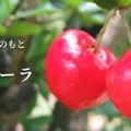 【夏にぴったりのご当地感あふれるチューハイ！】「オリオン WATTA アセローラ＆シークワーサー」数量限定発売