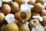 フルーティで瑞々しい梨のビール「和梨のヴァイツェン」が先行販売！ 画像