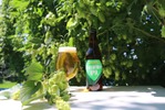 【圧倒的ホップ感！収穫から「24時間以内の摘みたてホップ」仕込み】「FRESH HOP IPA（フレッシュ ホップ アイピーエー）」限定販売 画像