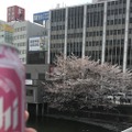 【今週が勝負】桜chill寸前！”駆け込み花見”で春を感じてみないか？
