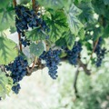 8月から毎月開催！「星野リゾート リゾナーレ八ヶ岳」の『メーカーズディナー』でワインの魅力を体感せよ！