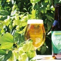 シトラスを思わせるホップのフレーバー！「FRESH HOP IPA」サンクトガーレンより販売