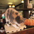 お通しは“猫のえさ”！？5匹の猫が接客してくれる居酒屋「赤茄子」で癒されてきた