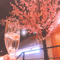 店内設置の桜オブジェで“#インドア花見”を満喫！【北の家族 有楽町本店】で限定メニューも登場