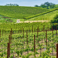 アメリカワインを生産する畑