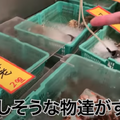 【動画あり】ウニイクラたっぷりの刺盛りがお得すぎ！「魚熊鮮魚店と立ち飲みぼてふり」に行ってきた