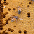 honeycomb background. honey bee on honeycomb background
