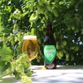 【採れたてホップを使ったフレッシュなクラフトビール】サンクトガーレン「FRESH HOP IPA」販売