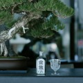 【盆栽の主役「松」のクラフトジン！】「LUO 盆栽ジン-Bonsai Gin-」販売