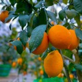 【日本で稀有な薬草酒！】国産アマーロ「SCARLET®︎ 八丈島AMARO」発売