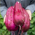 【茨城のソウルフードをディップ！新感覚おつまみ】「おつまみmoymo 無限芋けんぴ 茨城スタミナ旨辛ソース」販売