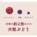 【旅したくなるチューハイ！】飲んで能登を応援できる「ルビーロマン®サワー」発売
