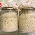 【日本初！生マッコリづくり体験】生マッコリ工房が特別なプログラムをリリース