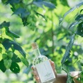 【収穫から1時間の採れたてホップ使用！】クラフトジン「naturadistill紫蘇忽布蒸溜酒」発売