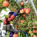 【林檎ブランデー仕込みの珍しい梅酒！】「Apple Brandy Umeshu -アカシア樽熟成-」販売
