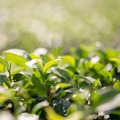 【日本五大銘茶・格式高き高級茶葉「朝宮茶」を使用！】3種のティーリキュールセット「茶粋」販売