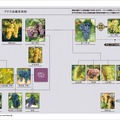 【ソムリエ歴23年・講師歴16年の著者による中級者向けワインガイド！】「THE STUDY OF WINE」発売