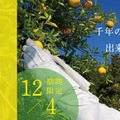 【12月に採れた柚子をお酒に!】「もぎたて桂木柚子で仕込む!冬だけの贅沢柚子酒プロジェクト」販売