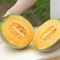 【美味しいモッタイナイ果実を使用!】「キリン 氷結®mottainai 富良野メロン(期間限定/セブン‐イレブン等限定)」新発売