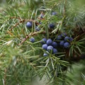 【希少な国産の生ジュニパーベリーを漬け込んだクラフトジン！】「Crystal Juniper（くりすたるじゅにぱー）」500本限定で販売