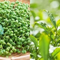 【希少な国産の生ジュニパーベリーを漬け込んだクラフトジン！】「Crystal Juniper（くりすたるじゅにぱー）」500本限定で販売