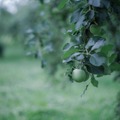 【長野の「初摘みりんご」の青く爽やかなクラフトジン!】「tekaro GIN First Harvest」先行販売