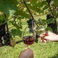 【自慢のワインやシードルが集結!】サンクゼール「収穫祭2026~St.Cousair WINE FESTA~」開催