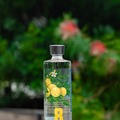 【湘南ゴールドのクラフトジン!】「NUMBER EIGHT GIN 2026 Gold Edition」限定発売