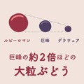 【夢のぶどうを使用したチューハイ！】「ルビーロマン®サワー」再発売