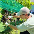 【ブドウのビールとジン!?】「Far Yeast Grapevine 2026」「Azeotrope Grapevine GIN」発売