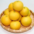 【大分県産「完熟かぼす」の魅力！】J-CRAFT TRIP「完熟かぼすサワー」新発売