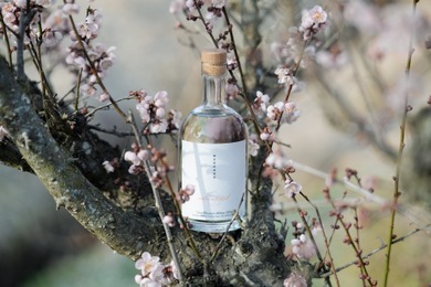 【希少な「梅の花」が主役のフラワージン！】「naturadistill 梅花蜜柑蒸溜酒（Ume Blossom Mikan GIN）」先行予約受付が開始