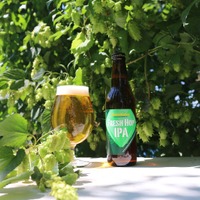 【圧倒的ホップ感！収穫から「24時間以内の摘みたてホップ」仕込み】「FRESH HOP IPA（フレッシュ ホップ アイピーエー）」限定販売 画像