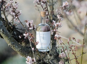 【希少な「梅の花」が主役のフラワージン！】「naturadistill 梅花蜜柑蒸溜酒（Ume Blossom Mikan GIN）」先行予約受付が開始 画像