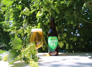 【圧倒的ホップ感！収穫から「24時間以内の摘みたてホップ」仕込み】「FRESH HOP IPA（フレッシュ ホップ アイピーエー）」限定販売 画像