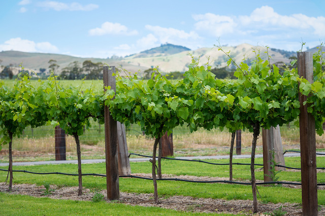 オーストラリアのワイン畑