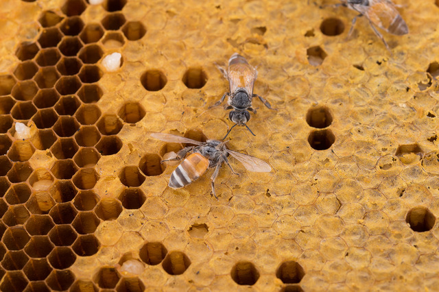 honeycomb background. honey bee on honeycomb background